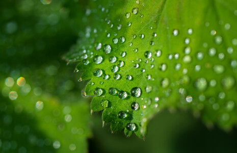 Water drops on leafs photo