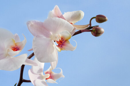 White orchid photo