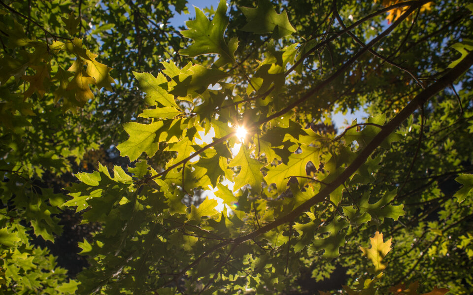 Oak leafs photo