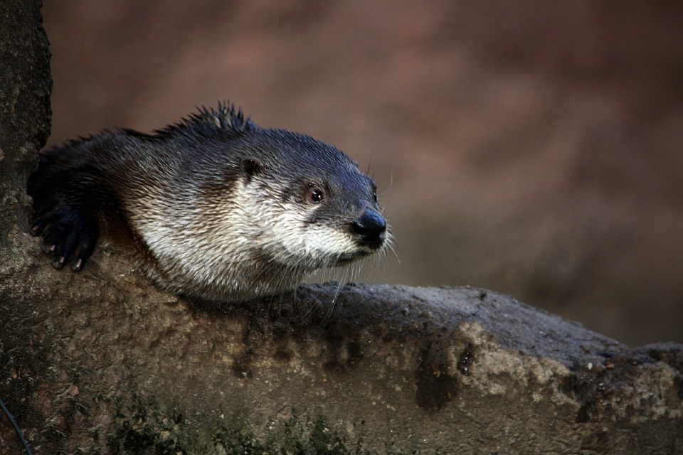Animal wildlife wild