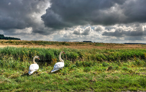 A couple of swans photo