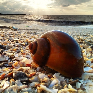 Ray animals shell