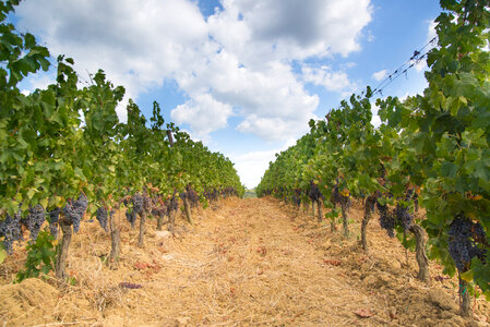 Tuscan vineyard photo