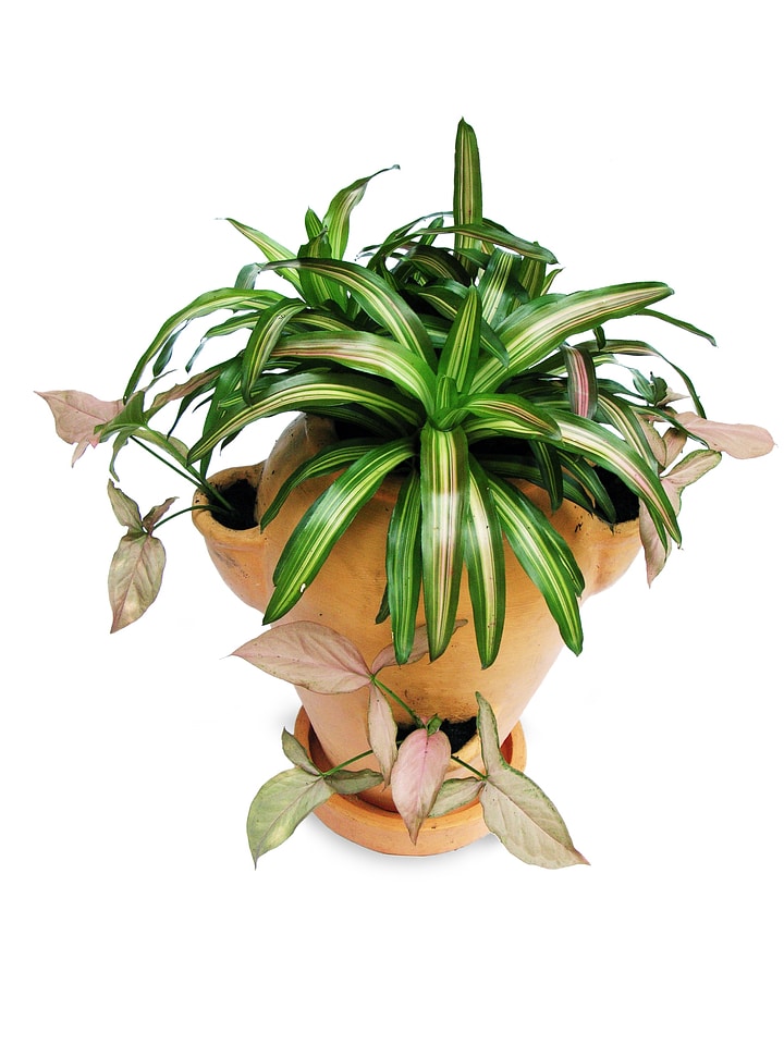 Ornamental plants plant green