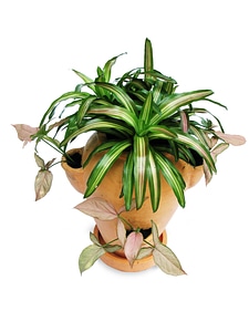 Ornamental plants plant green