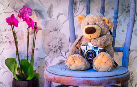 Teddy takes a picture photo