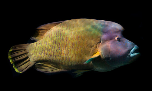 Napoleonfish photo