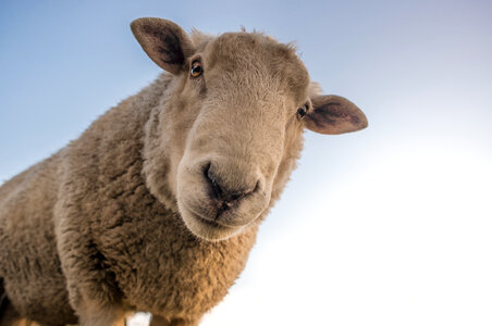 Nosy sheep photo