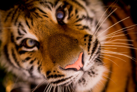 Tiger close up photo