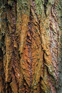 The Tree Bark in the Shape of Vagina photo