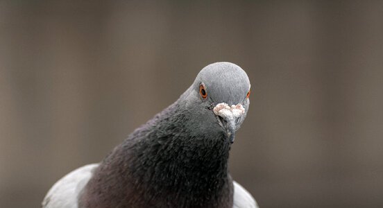 Portrait of a Pigeon photo