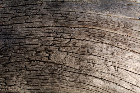 Dry Wood Log Texture photo