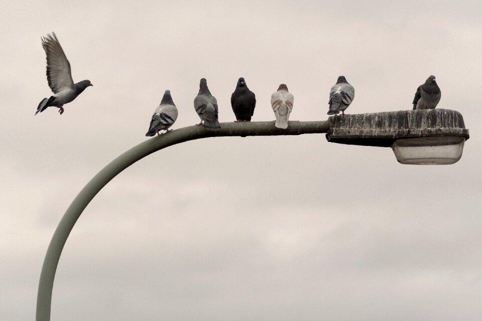 Pigeons on the street lamp photo