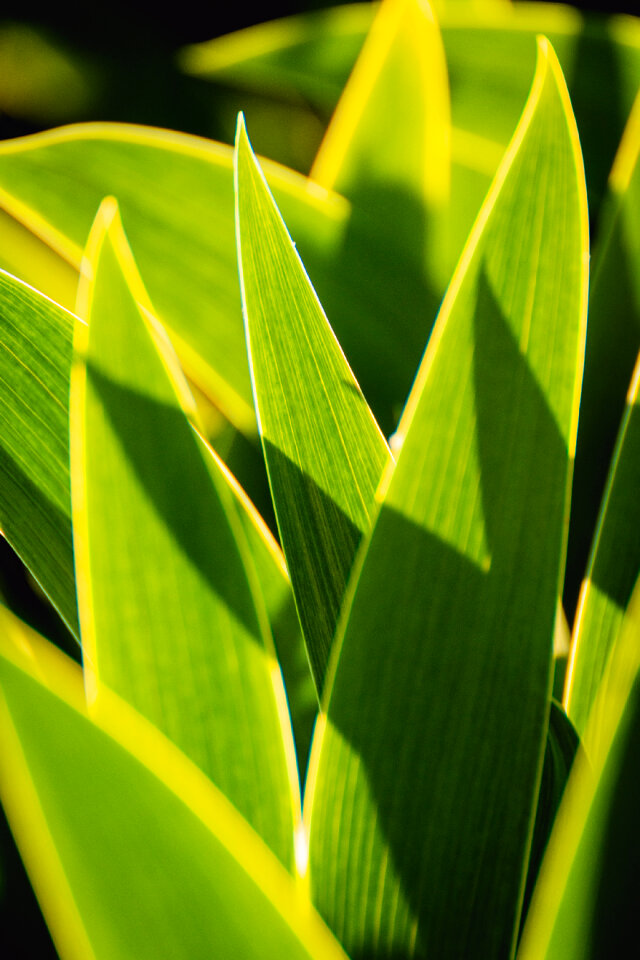 Backlight Tulip Leaves