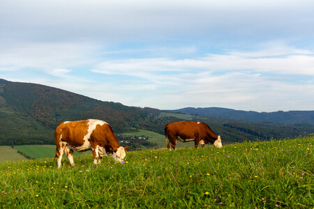 Czech Cows photo