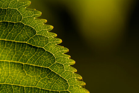 Close-Up Leaf photo
