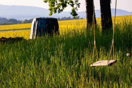 Wooden Swing on a Tree
