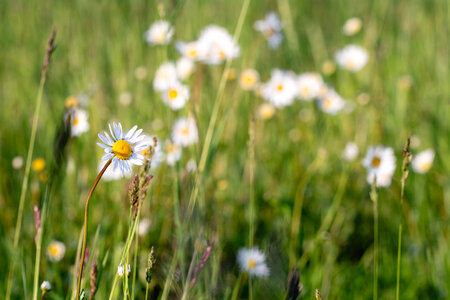 Daisies in the Meadow Close-Up