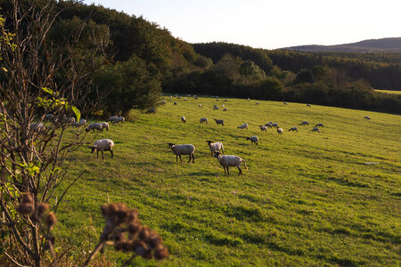 Sheep on a Pasture photo