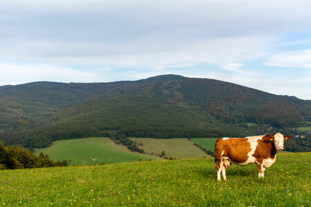 Cow on the Pasture