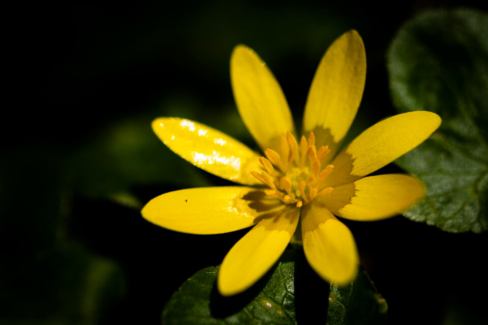 Yellow Celandine Flower