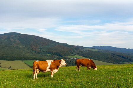 Cows on the Meadow photo