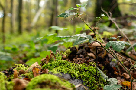 Mushroom in the Forest