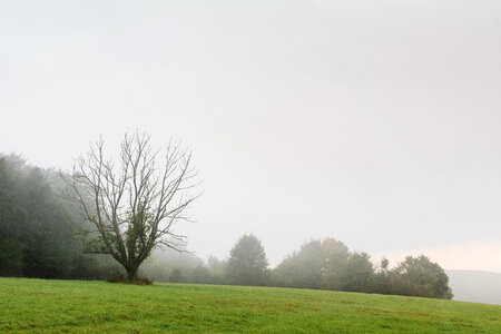 Tree in the Fog