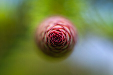 Young Red Pine Cone