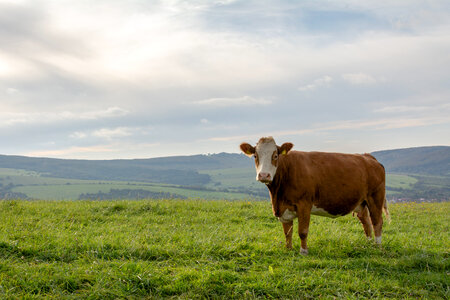 Cow in the Meadow photo