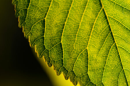 Close-up Leaf photo