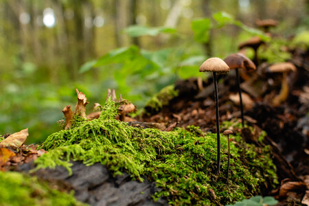 Beautiful Magic Mushrooms