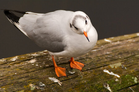 A Seagull with Orange Legs
