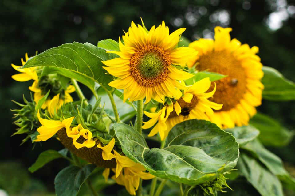 Beautiful Sunflowers