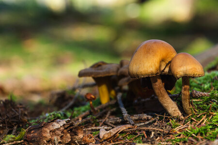 Forest Mushrooms photo
