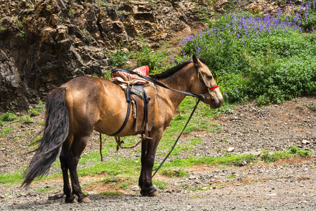 Saddled Horse in Mongolia photo