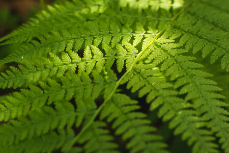 Fern Leaf Pattern photo