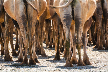 Camel Legs photo