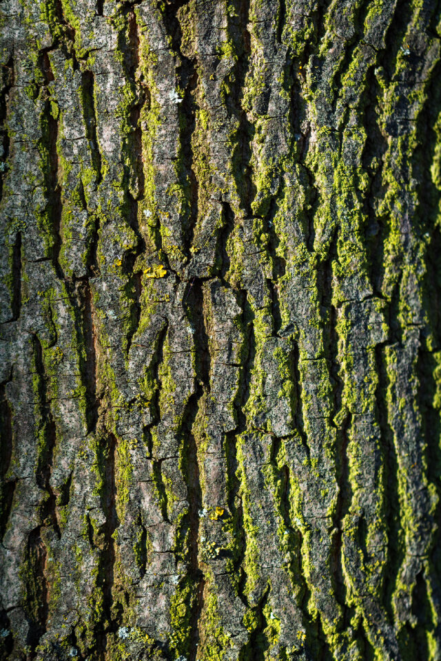 Tree Bark Texture Vertical