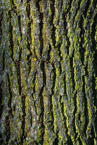 Tree Bark Texture Vertical photo