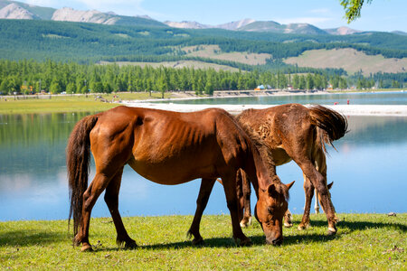 Horses by the Lake photo