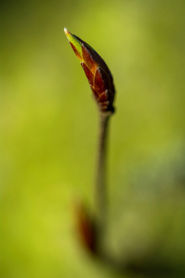 Minimalist Flower Bud