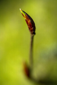 Minimalist Flower Bud