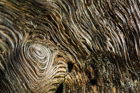 Macro Wood Surface photo