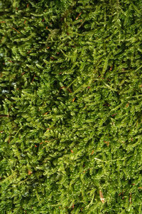 Green Moss Background