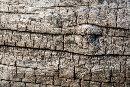Dry wood texture photo