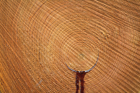 Cut Wood Circles with Leaking Pitch photo