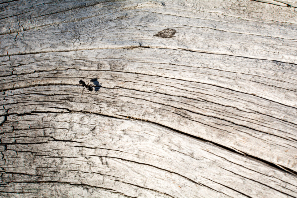Dry Tree Trunk Close-Up