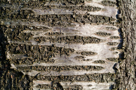 Tree Bark Texture Close-up photo