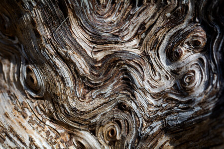 Wavy Texture on Wood photo